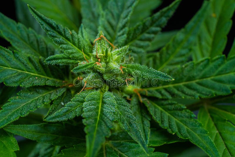 在种植园 照片拼贴画的大麻成长库存图片 图片包括有行业 题头 大麻 背包 复制 自然 空间 在种植园 照片拼贴画的大麻成长库存图片 图片包括有行业 题头 大麻 背包 复制 自然 空间
