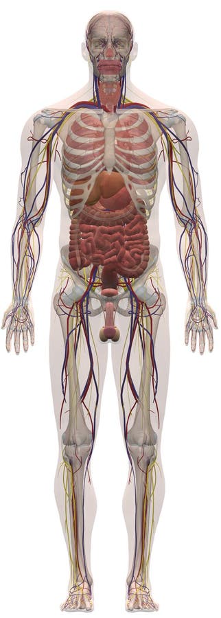 人体解剖学男性肌肉系统多角度库存图片 插画包括有人体解剖学男性肌肉系统多角度