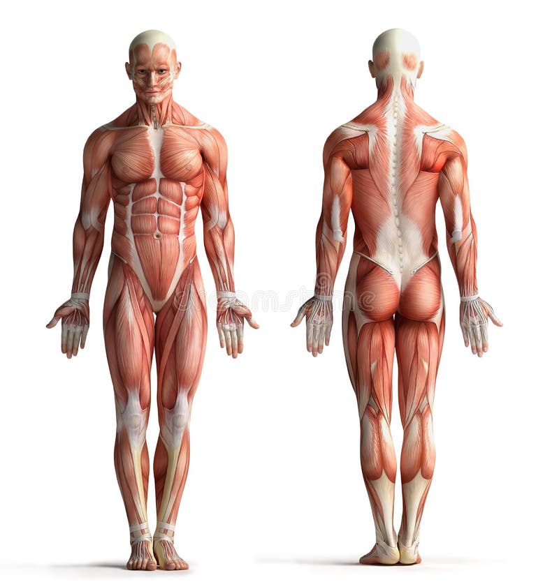 男性解剖学视图库存例证 插画包括有男性解剖学视图 男性解剖学视图库存例证 插画包括有男性解剖学视图