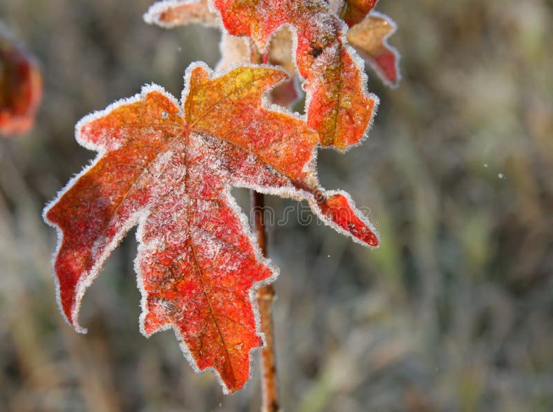 856 910 11月张图片 来自dreamstime的免费和免版税图片