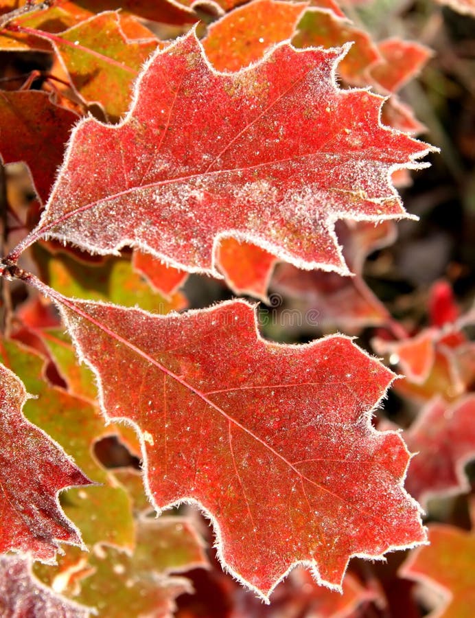 856 910 11月张图片 来自dreamstime的免费和免版税图片