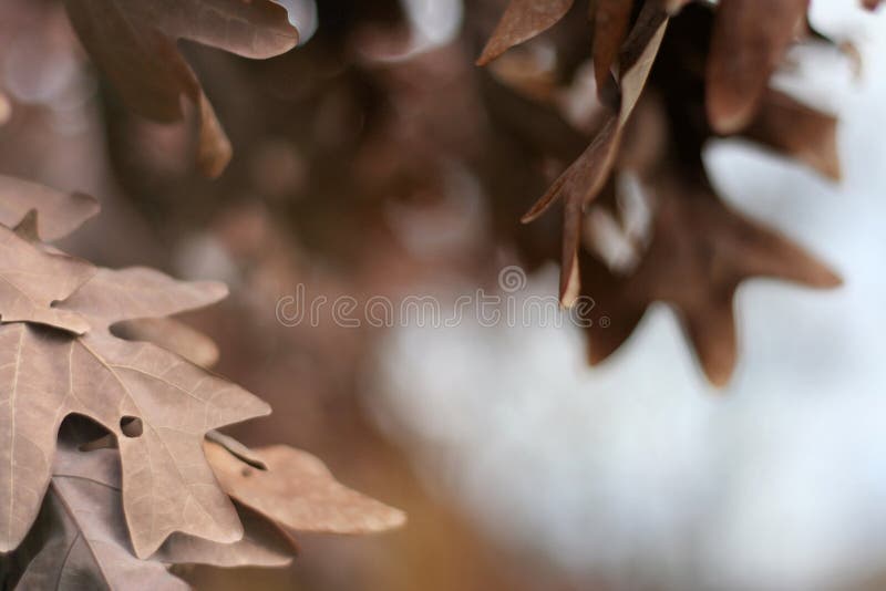 856 910 11月张图片 来自dreamstime的免费和免版税图片