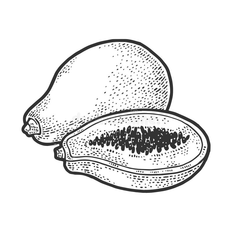 番木瓜水果草绘矢量图插图向量例证 插画包括有有机 附庸风雅 动画片 设计 刻记 新鲜 番木瓜水果草绘矢量图插图向量例证 插画包括有有机 附庸风雅 动画片 设计 刻记 新鲜