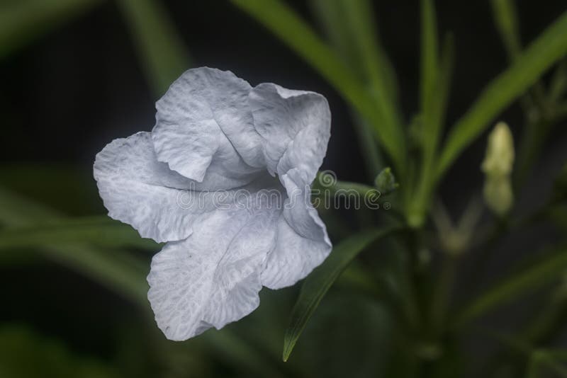 白半夏植物花库存照片 图片包括有空白 单缸 工厂 白半夏植物花库存照片 图片包括有空白 单缸 工厂