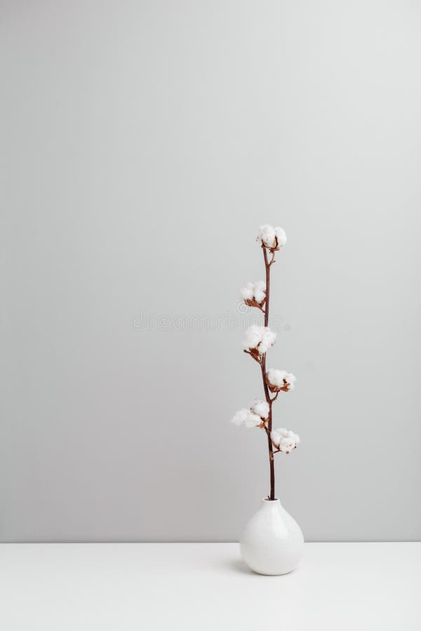 一只白色花瓶 带干棉花枝和古董相机库存照片 图片包括有室内 棉花 照相机 查出 磨损 概念 一只白色花瓶 带干棉花枝和古董相机库存照片 图片包括有室内 棉花 照相机 查出 磨损 概念
