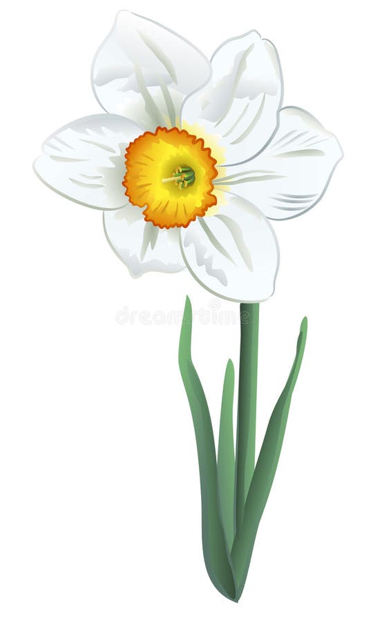 白水仙花植物花水彩背景插图集边框装饰方库存例证 插画包括有 白水仙花植物花水彩背景插图集边框装饰方库存例证 插画包括有