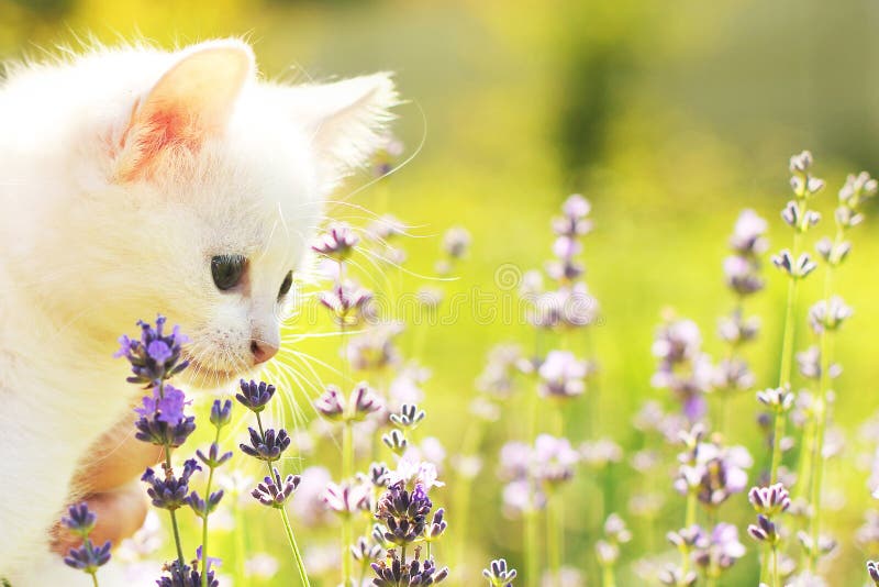 白猫 猫花 猫 宠物 背景库存照片 图片包括有滑稽 茴香 小猫 乐趣 关闭 可爱