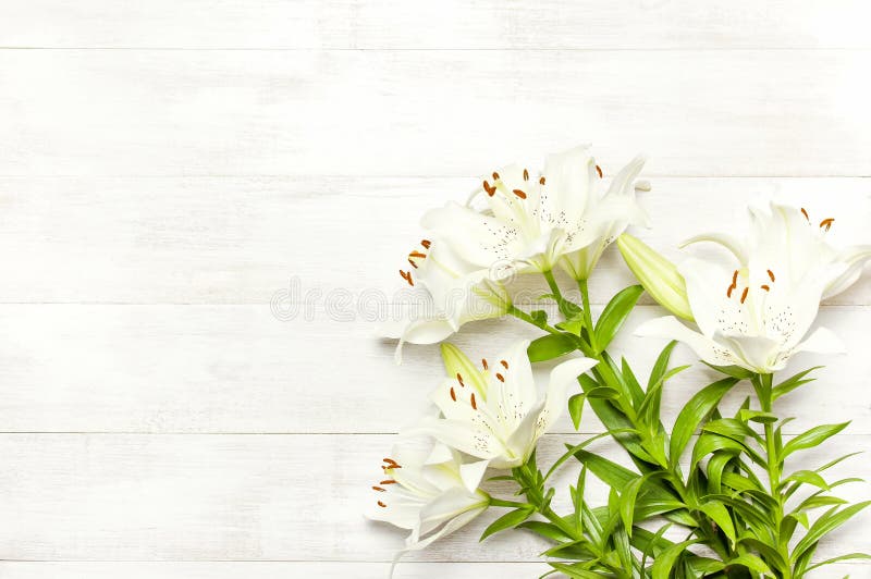 白百合花束在一张白色木背景顶视图的开花百合美丽的花束白花库存图片 图片包括有构成 工厂 白百合花束在一张白色木背景顶视图的开花百合美丽的花束白花库存图片 图片包括有构成 工厂