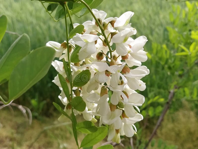白相思花 刺槐属 白色香花库存图片 图片包括有绿色 查出 庭院 户外 健康 图象