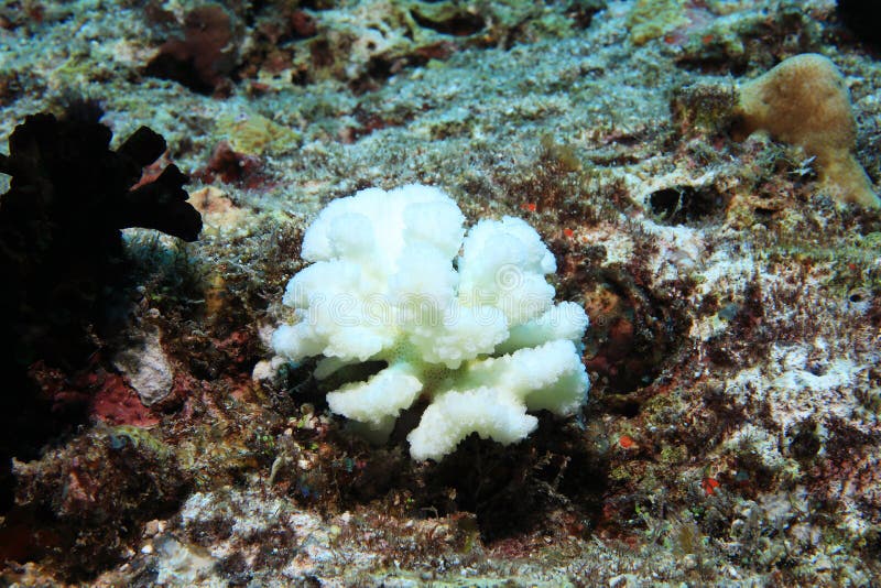 漂白的珊瑚库存图片 图片包括有生态系 停止 水生 珊瑚 生活 节假日 更改 礁石 漂白的珊瑚库存图片 图片包括有生态系 停止 水生 珊瑚 生活 节假日 更改 礁石