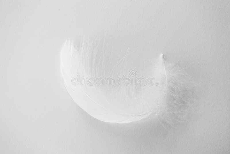白背景上的天鹅羽和阴影 孤立柔和与柔软的概念 特写库存图片 图片包括有装饰 人们 双翼飞机 白背景上的天鹅羽和阴影 孤立柔和与柔软的概念 特写库存图片 图片包括有装饰 人们 双翼飞机
