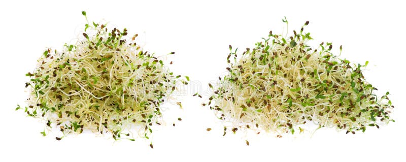 白背景上的苜蓿芽堆库存图片 图片包括有蔬菜 长寿 素食主义者 卢塞恩 增长 减肥 鲜美