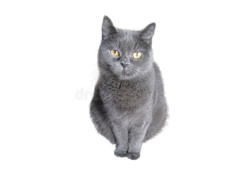 白背景中的俄罗斯蓝猫库存照片 图片包括有 白背景中的俄罗斯蓝猫库存照片 图片包括有