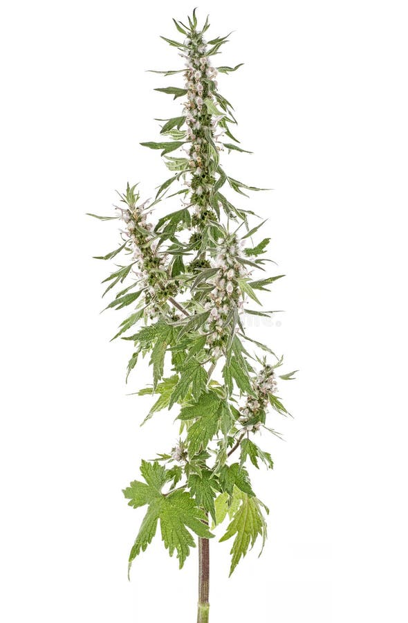 益母草植物 益母草 又名 猪尾草 库存图片 图片包括有 益母草植物 益母草 又名 猪尾草 库存图片 图片包括有