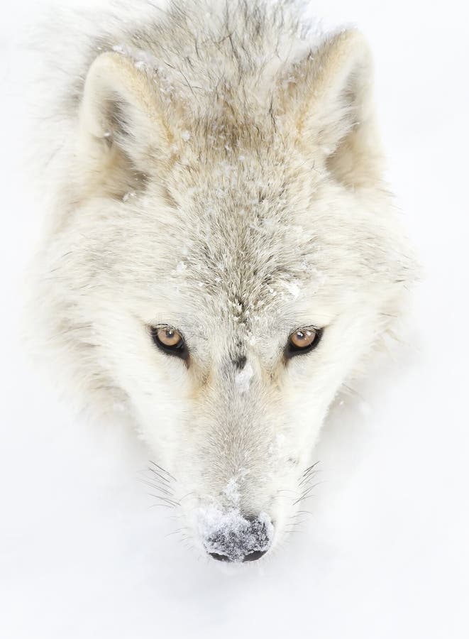 白背景特写北极狼特写加拿大冬雪库存照片 图片包括有哺乳动物 垂直 敌意 狼疮 食肉动物