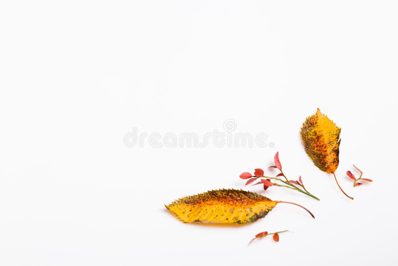 白背景秋干多色叶制秋组合物秋 秋库存图片 图片包括有最小 查出 节假日 花卉 背包 平面 白背景秋干多色叶制秋组合物秋 秋库存图片 图片包括有最小 查出 节假日 花卉 背包 平面