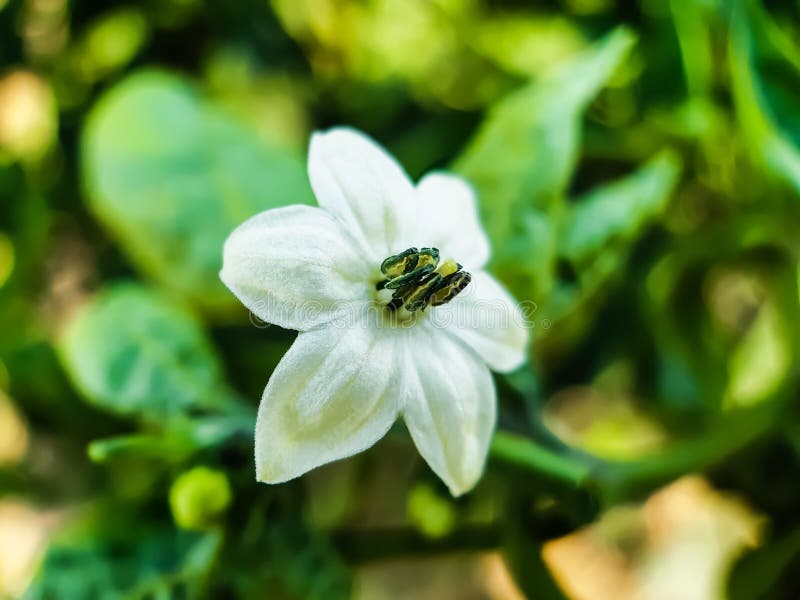 胡椒花在夏天庭院里库存图片 图片包括有 胡椒花在夏天庭院里库存图片 图片包括有