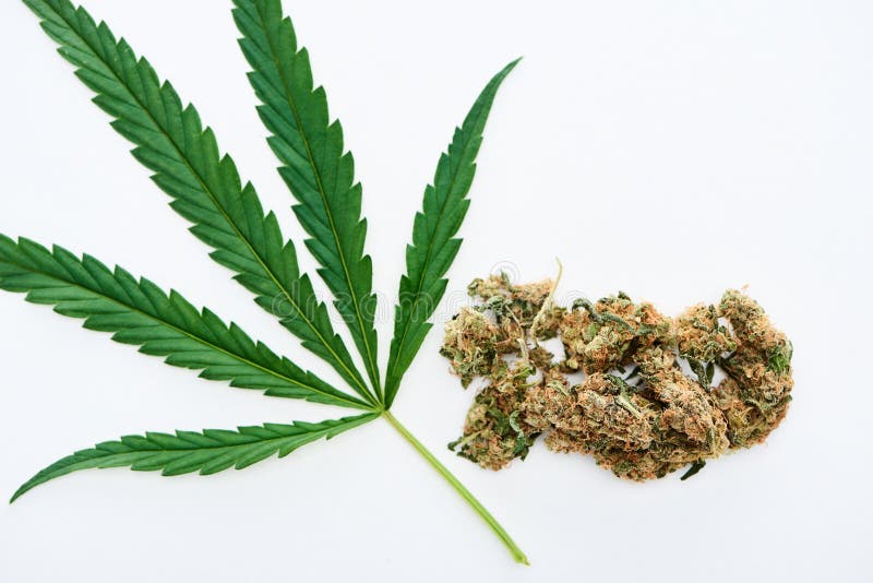 白色大麻绿叶和大麻花的顶观库存照片 图片包括有大麻 工厂 杂草 绿色 自然 没人 叶子