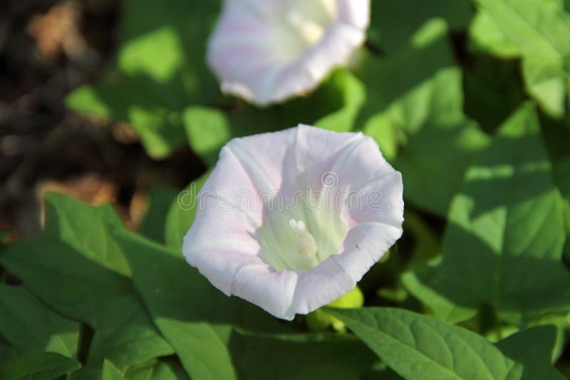 山芋花图片 山芋花图片