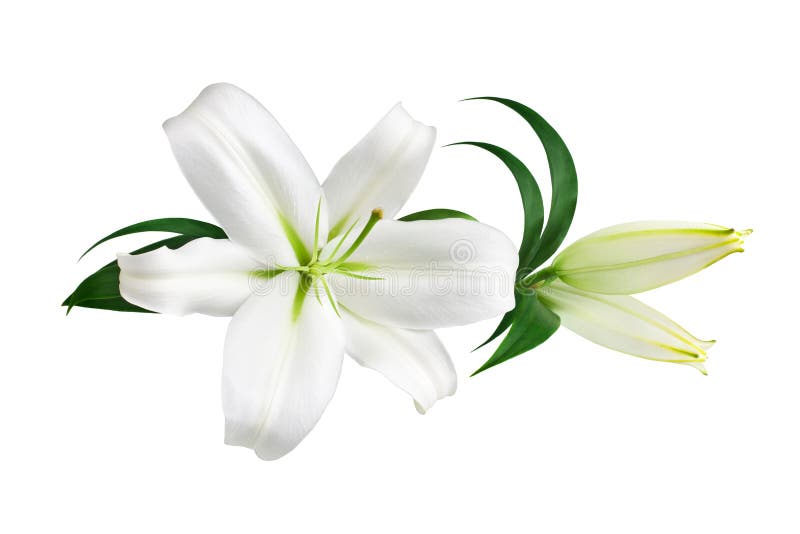 白色百合花和白色背景绿叶的花蕾 特写 百合花束 丁香花图案 边框库存图片 图片包括有白色百合花和白色背景绿叶的花蕾 特写 百合花束 丁香花图案 边框
