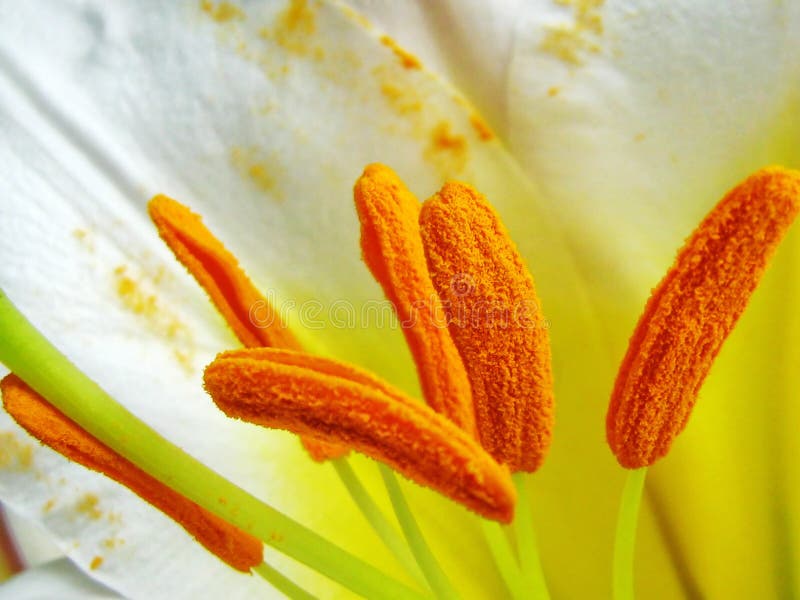 白色皇家百合花萼 百合属植物款待库存照片 图片包括有百合 气味 宏指令 特写镜头 花粉 空白