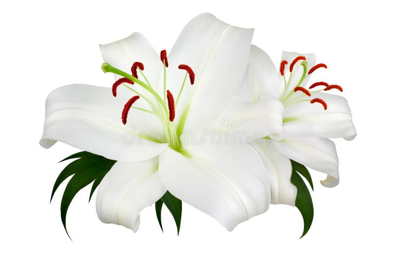 白色背景上两朵红色雄蕊绿色叶子的白色百合花特写 美丽的莉莉花纹库存照片 图片包括有节假日 生气勃勃 白色背景上两朵红色雄蕊绿色叶子的白色百合花特写 美丽的莉莉花纹库存照片 图片包括有节假日 生气勃勃