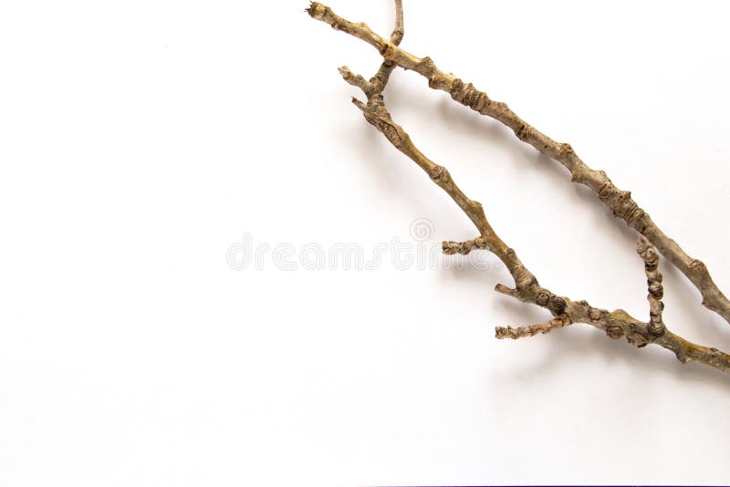 白色背景上的树枝库存图片 图片包括有落叶 干燥 孤独 自然 重婚 天旱 增长 中断 白色背景上的树枝库存图片 图片包括有落叶 干燥 孤独 自然 重婚 天旱 增长 中断