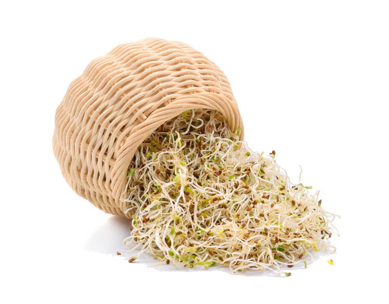 在白色背景的发芽的紫花苜蓿种子库存图片 图片包括有有机 紫花苜蓿 减肥 宏指令 饮食 特写镜头 在白色背景的发芽的紫花苜蓿种子库存图片 图片包括有有机 紫花苜蓿 减肥 宏指令 饮食 特写镜头