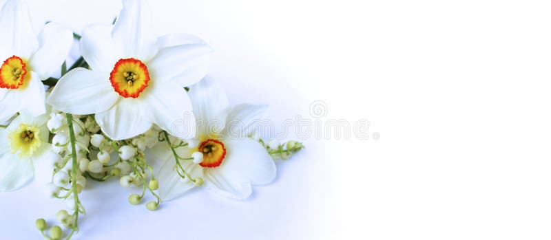 白色背景下山谷里的水仙花和百合的春花库存照片 图片包括有绿色 叶子 植物群 颜色 花束