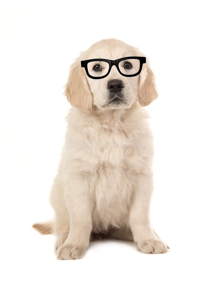 白色背景中戴黑眼镜的可爱金毛犬库存照片 图片包括有讨厌 敌意 明智 金黄 放血 空白 白色背景中戴黑眼镜的可爱金毛犬库存照片 图片包括有讨厌 敌意 明智 金黄 放血 空白