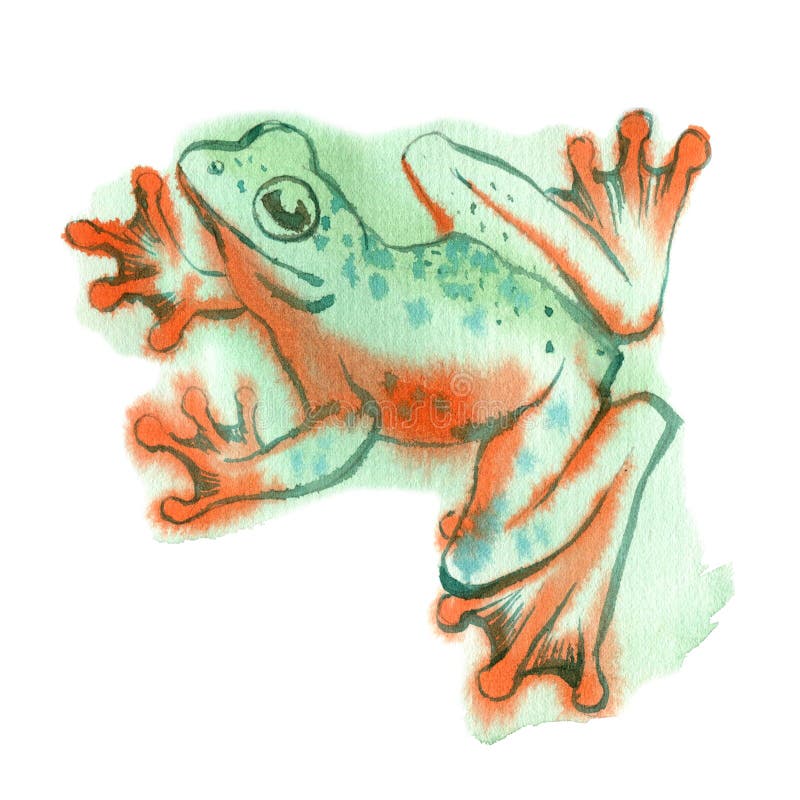 白色背景中树蛙的水彩画 库存例证 插画包括有森林 原始 茴香 魔术 照亮 环境 颜色
