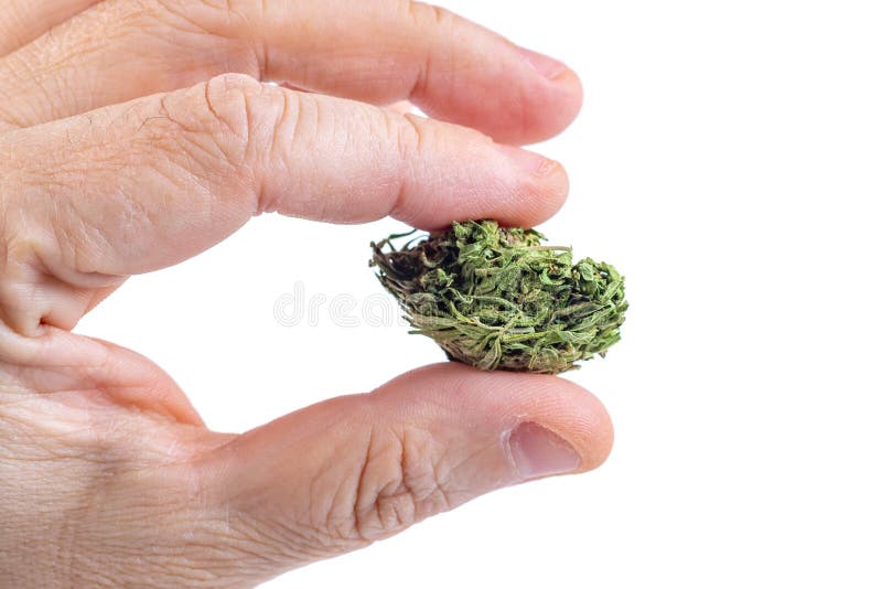 白色背景中的一束干大麻花库存照片 图片包括有加纳 大麻 医疗 本质 草本 背包 掌上型计算机 白色背景中的一束干大麻花库存照片 图片包括有加纳 大麻 医疗 本质 草本 背包 掌上型计算机