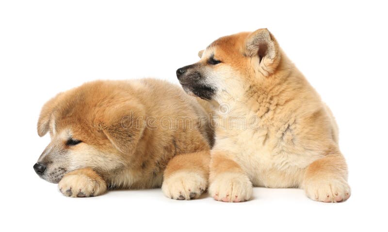 白色背景中的可爱秋田犬小狗婴儿动物库存照片 图片包括有似犬 友好 幼崽 毛茸 婴孩 愉快 白色背景中的可爱秋田犬小狗婴儿动物库存照片 图片包括有似犬 友好 幼崽 毛茸 婴孩 愉快