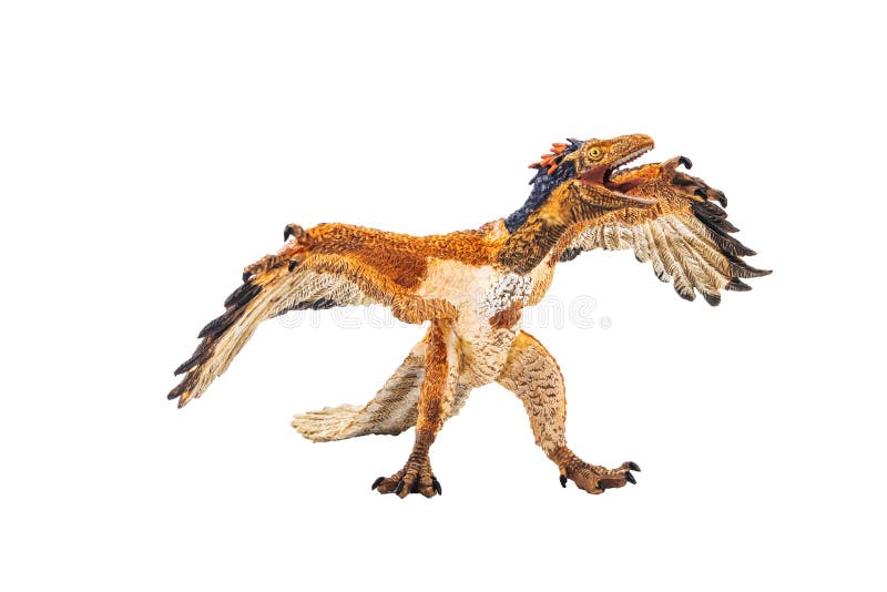 始祖鸟，在白色背景的恐龙库存图片. 图片包括有始祖鸟, 爬行动物, 翼龙属, 石头, 化石, 骨头的- 143458623