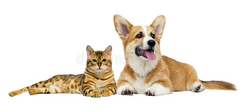 白色背景中的猫和狗库存图片 图片包括有空白 全部赌注 年轻 朋友 似猫 舌头 滑稽