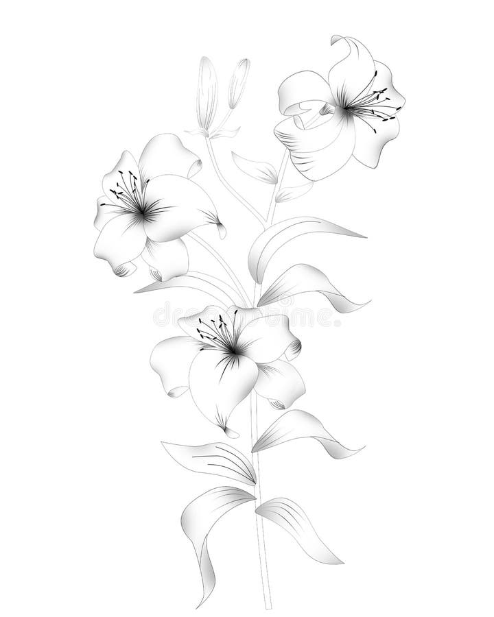 白色背景中的白色花库存例证 插画包括有叶子 空白 春天 艺术 开花 本质 看板卡 设计