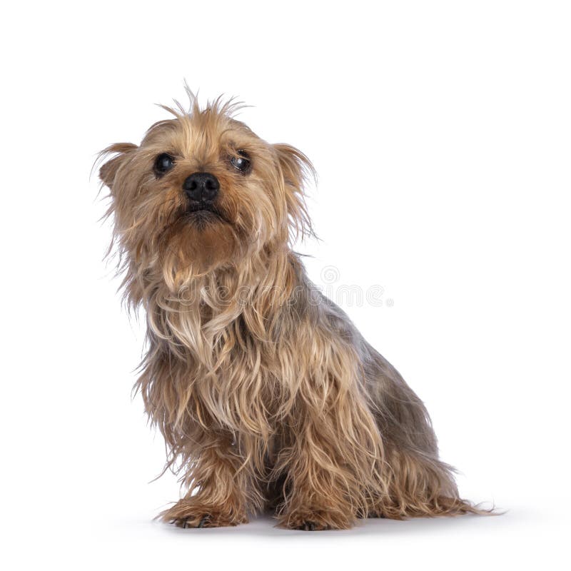 白色背景中的约克郡梗犬库存图片 图片包括有褴褛 成人 灰色 似犬 充分 查出 友好