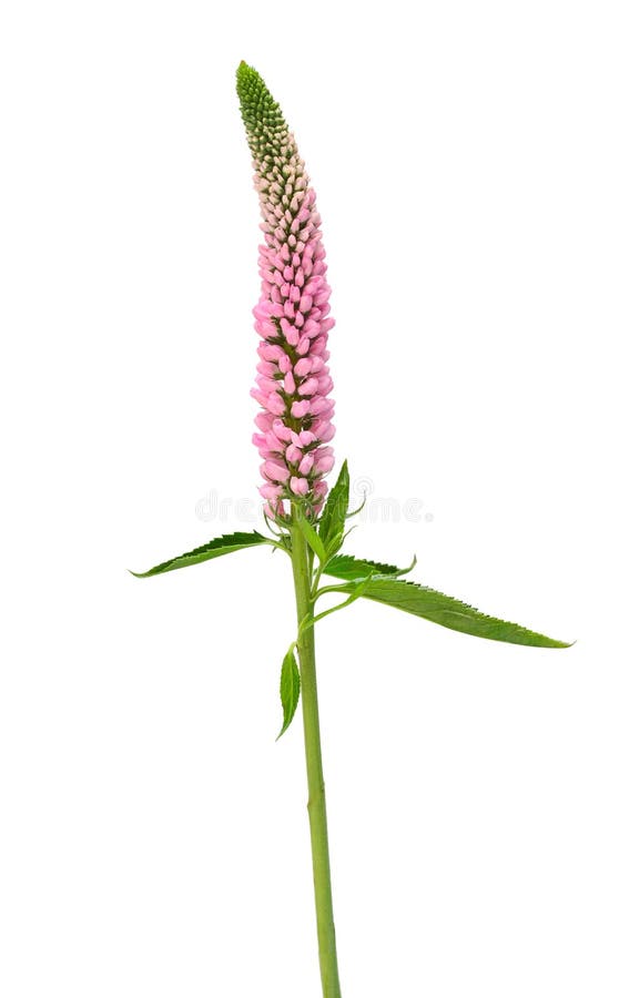 Veronica花库存图片 图片包括有 Veronica花库存图片 图片包括有