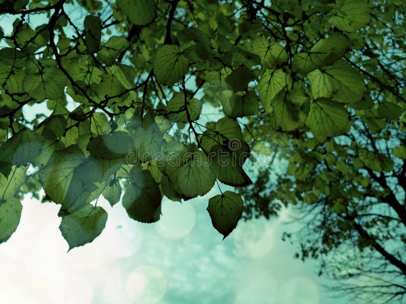 白色背景中的绿叶春色图案 叶背景春季森林透明叶叶纹库存照片 图片包括有宏指令 背包