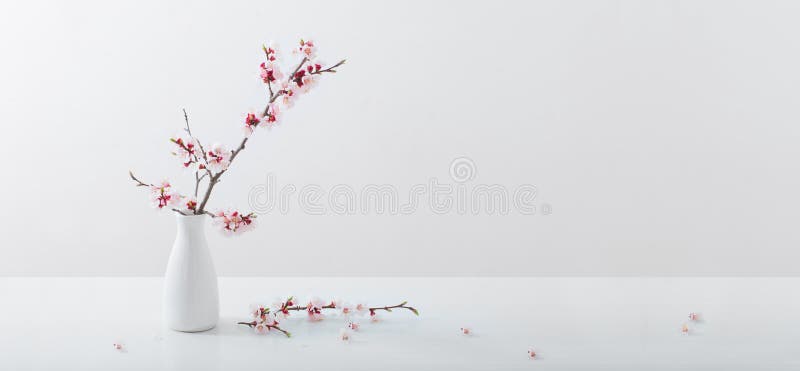 白色背景中的花瓶樱花枝库存照片 图片包括有工厂 本质 复制 新鲜 生气勃勃 背包 叶子 白色背景中的花瓶樱花枝库存照片 图片包括有工厂 本质 复制 新鲜 生气勃勃 背包 叶子