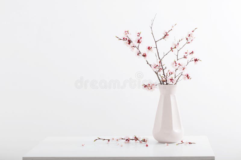 白色背景中的花瓶樱花枝库存照片 图片包括有工厂 本质 复制 新鲜 生气勃勃 背包 叶子 白色背景中的花瓶樱花枝库存照片 图片包括有工厂 本质 复制 新鲜 生气勃勃 背包 叶子