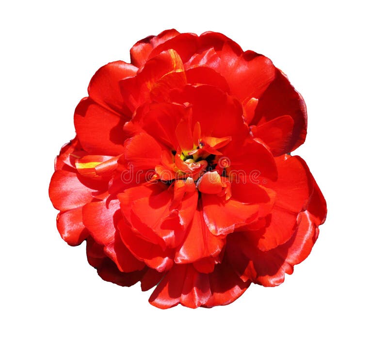 白色背景中的赤芍郁金香库存图片 图片包括有孤立 春天 牡丹 花卉 红色 双倍 夏天
