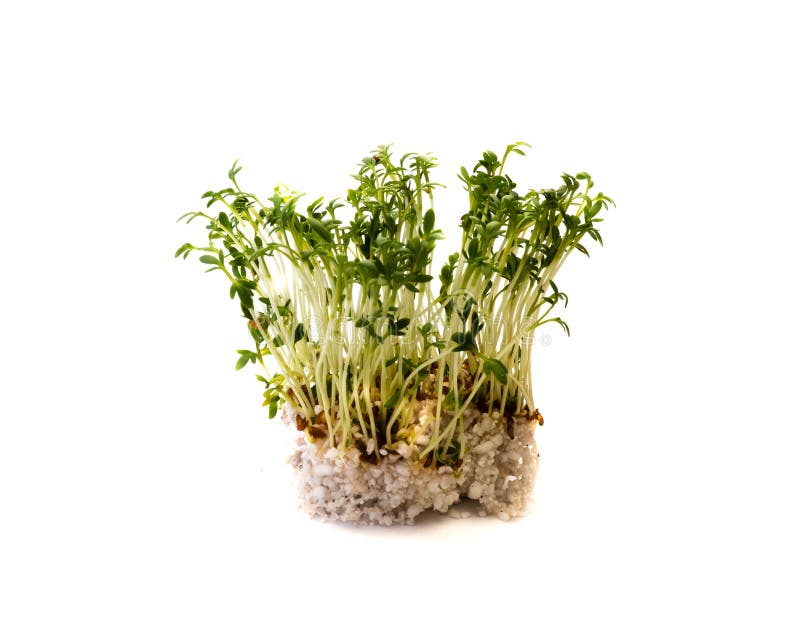 白色背景中突显的水菜库存照片 图片包括有增长 有机 草本 绿色 查出 原始 叶子 饮食