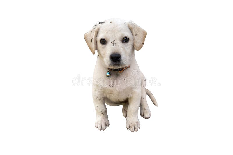 白色背景中突显的脏或小白狗库存图片 图片包括有似犬 查出 猎犬 交配动物者 开会 工作室 白色背景中突显的脏或小白狗库存图片 图片包括有似犬 查出 猎犬 交配动物者 开会 工作室