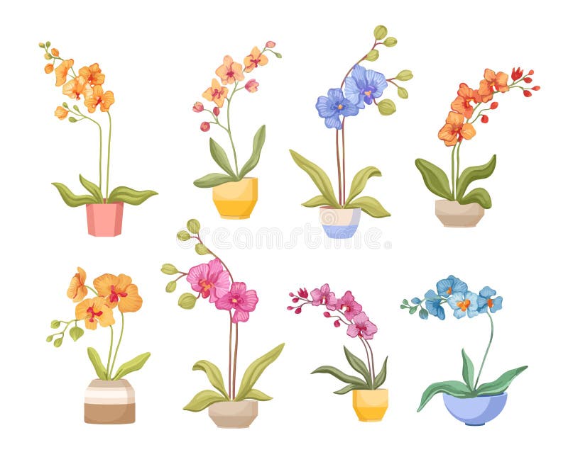 白色背景中突显的花盆中的一组卡通兰花 不同的热带或家庭色彩的花朵向量例证 插画包括有背包 五颜六色