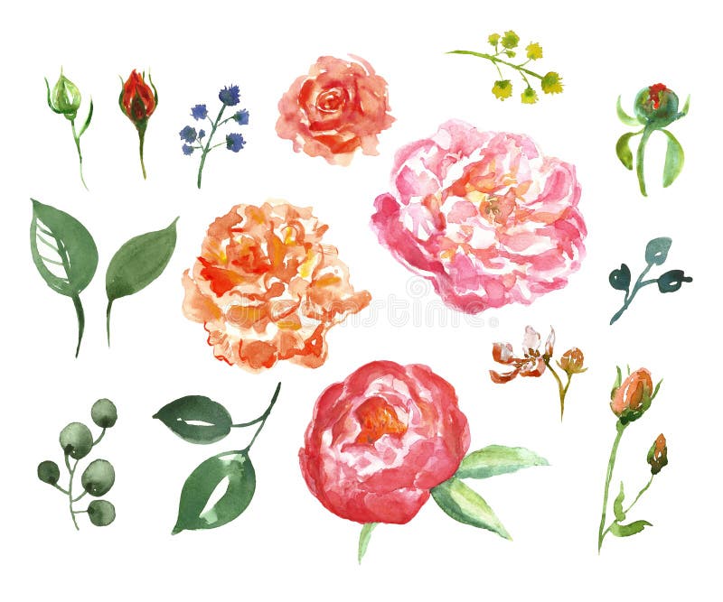 白色背景中粉色牡丹花 蕾 绿叶的水彩采集手绘美丽花的插图库存例证 插画包括有现有量 珊瑚