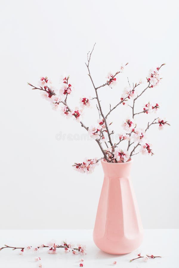 白色背景中的花瓶樱花枝库存照片 图片包括有工厂 本质 复制 新鲜 生气勃勃 背包 叶子 白色背景中的花瓶樱花枝库存照片 图片包括有工厂 本质 复制 新鲜 生气勃勃 背包 叶子