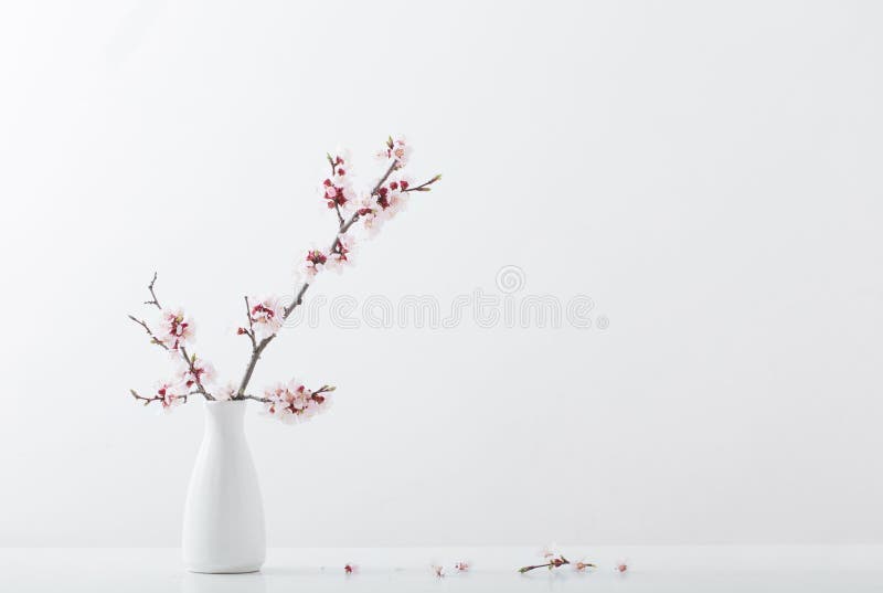 白色背景中花瓶樱花枝库存图片 图片包括有植物群 生气勃勃 空间 春天 内部 绽放 看板卡 白色背景中花瓶樱花枝库存图片 图片包括有植物群 生气勃勃 空间 春天 内部 绽放 看板卡