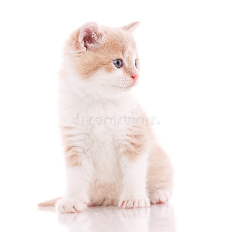 白色背景中隔离的一只漂亮的小猫猫画像库存图片 图片包括有猫画像 白色背景中隔离的一只漂亮的小猫