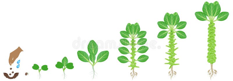 花椰菜植物成长的周期白色背景的向量例证 插画包括有问题的 动画片 距离 题头 可口 圆白菜 花椰菜植物成长的周期白色背景的向量例证 插画包括有问题的 动画片 距离 题头 可口 圆白菜